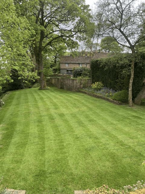 Neatly mown striped lawn with hedges and mature trees